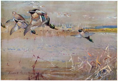 Mallards chased by a hawk, illustration from 